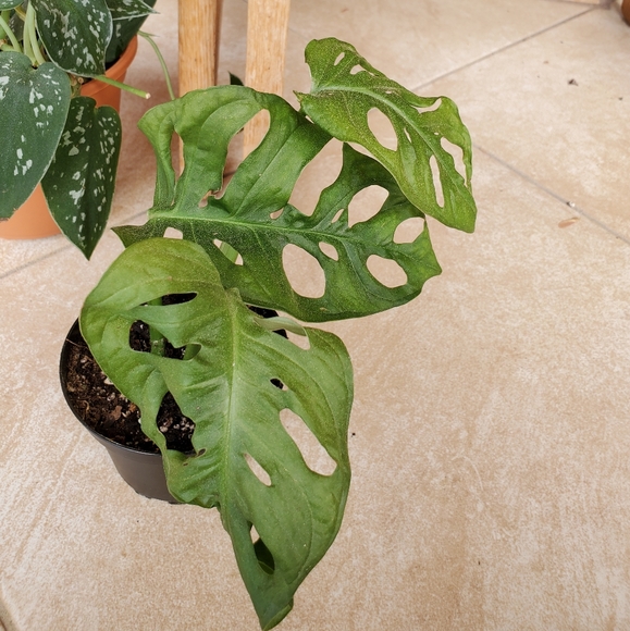SOLD 🌱Monstera Adansonii (D) - Picture 7 of 7